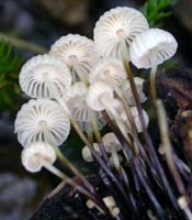 here you can see the gills attached to a collar and the nearly black stem bases gradually change color to white at the apex Marasmius rotula.